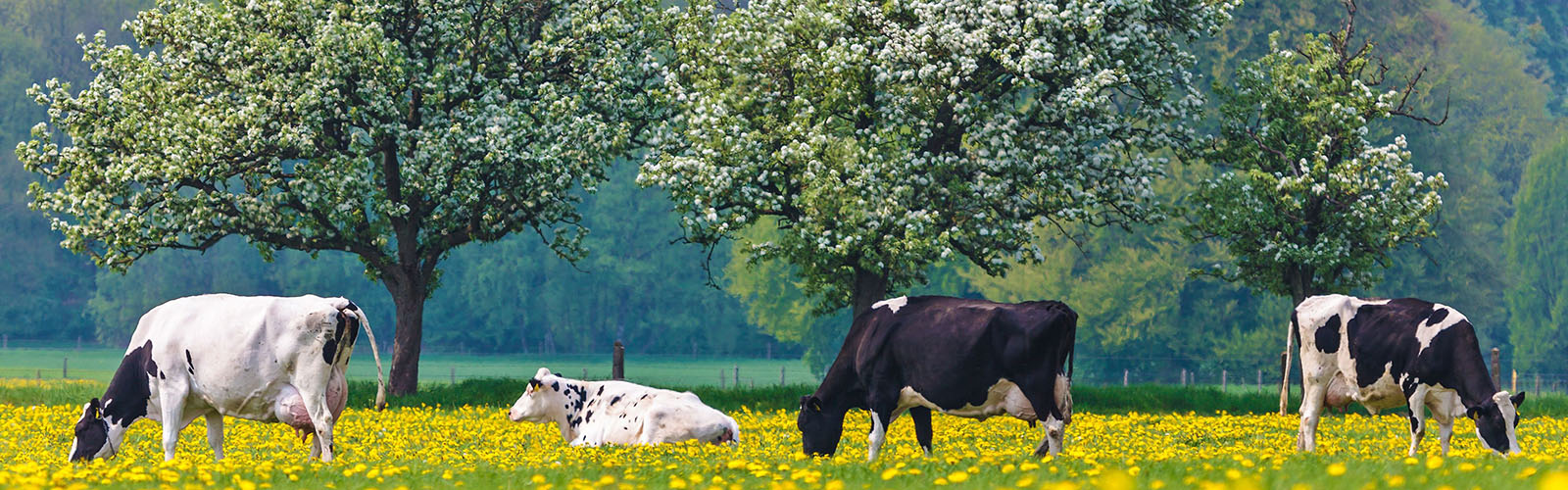 Four black and white cows graze in a field covered in yellow flowers. There are white flowering trees in the background. 
